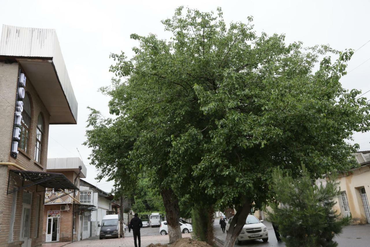 Gulsara Hostel Samarkand Exterior foto